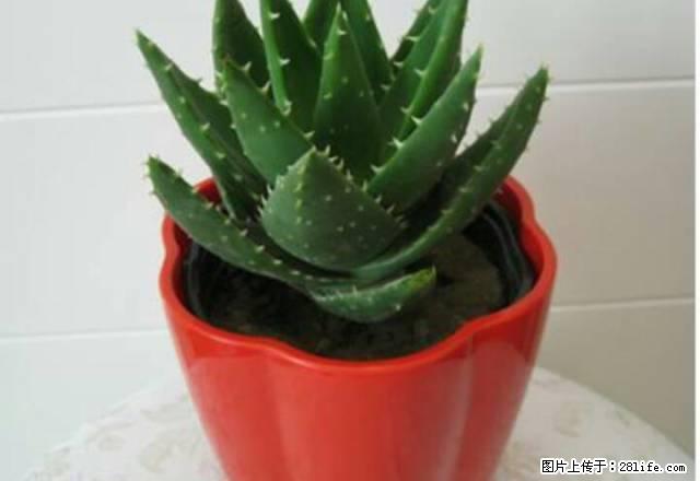 天鹏御景1室1厅1卫精装修拎包入住 - 房屋出租 - 房屋租售 - 鹤壁分类信息 - 鹤壁28生活网 hb.28life.com