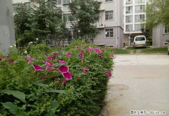 华府天下科达公租房简装5层60平米750月租 - 房屋出租 - 房屋租售 - 鹤壁分类信息 - 鹤壁28生活网 hb.28life.com