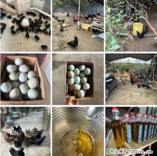 油茶园从小鸡仔开始养起的纯土鸡、土鸡蛋可以预定啦！还有前几天刚榨的纯山茶油哦 - 鹤壁28生活网 hb.28life.com