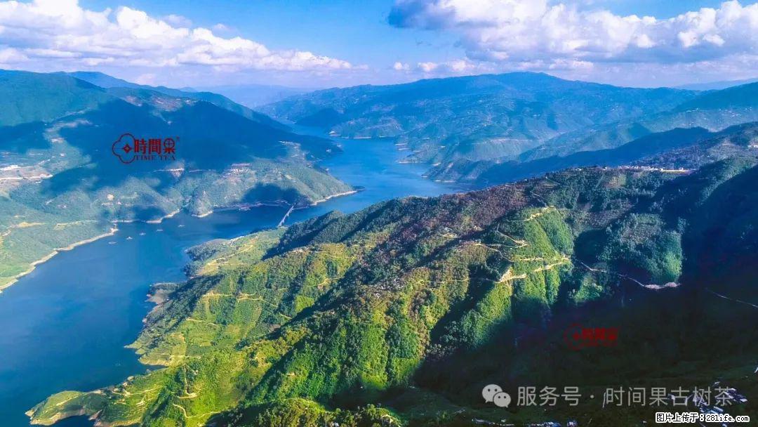 时间果百年古树龙珠普洱生茶 - 购物交流 - 鹤壁生活社区 - 鹤壁28生活网 hb.28life.com