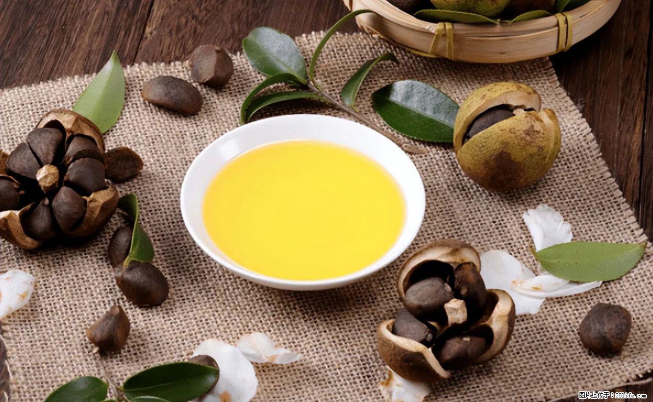 揭秘茶油的5大核心营养成分！被称为人体健康的“守护盾”！ - 鹤壁生活资讯 - 鹤壁28生活网 hb.28life.com