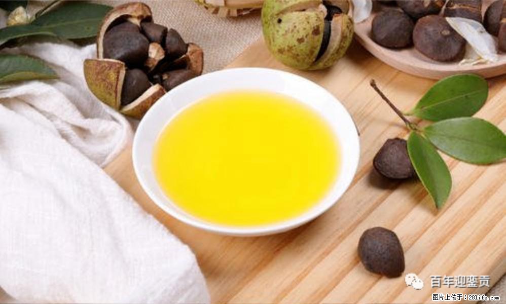 揭秘茶油的5大核心营养成分！被称为人体健康的“守护盾”！ - 鹤壁生活资讯 - 鹤壁28生活网 hb.28life.com