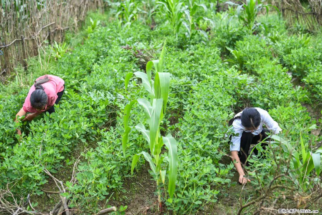 全网追的“扁担女孩”，找了一份暑假工，时薪12元 - 鹤壁生活资讯 - 鹤壁28生活网 hb.28life.com