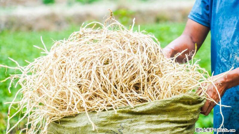 堪称“最难吃”的蔬菜，却是 “抗辐射神器”，还能护肺、清热、止咳化痰！ - 鹤壁生活资讯 - 鹤壁28生活网 hb.28life.com