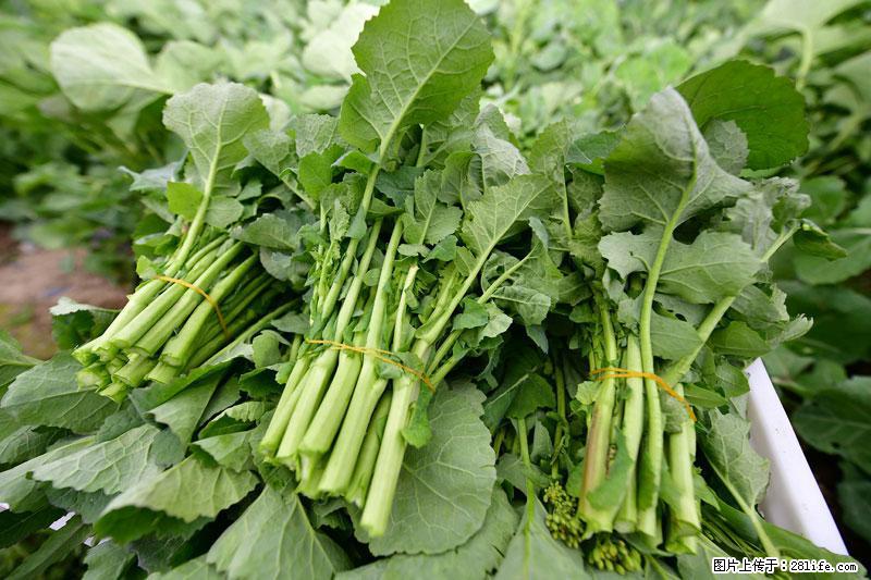这些蔬菜是“天然钙片”，这6种被医生重点推荐 - 鹤壁生活资讯 - 鹤壁28生活网 hb.28life.com